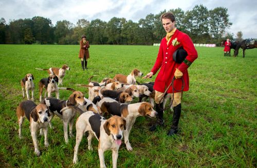 Cosimo von Dungern, leading rider of the track hunt, stands next to foxhound dogs on a meadow in Schneeren, a town district of Neustadt am...