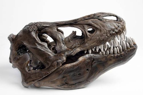 Fossiltrex head Image of a fossil t rex head dinosaur skull fossil stock pictures, royalty-free photos & images