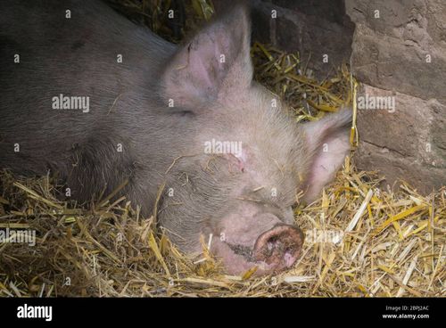 Close up cute sleeping pig isolated in straw in barn doorway enjoying summer sunshine. UK pig (Sus scrofa) face smiling as animal is lying down asleep. - Stock Image