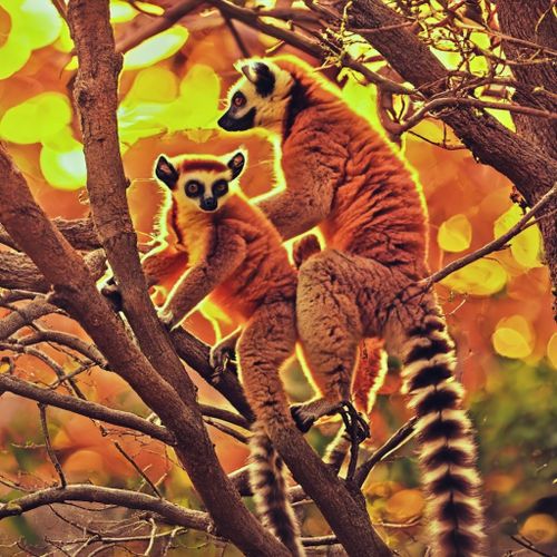 Lemurs in Nature FREE Stock Photo, lemurs, wildlife, nature picture