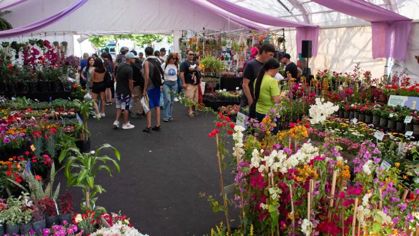 Más de 35 mil personas en la Fiesta del Plantín Floral de Moreno