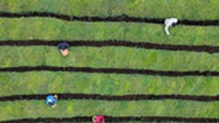 贵州岑巩：茶农采摘春茶