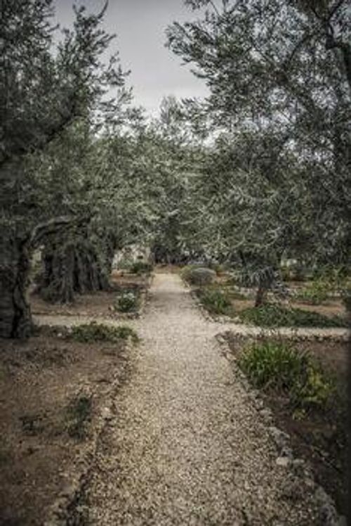 A narrow path between the olive trees in the Garden of Gethsemane photo