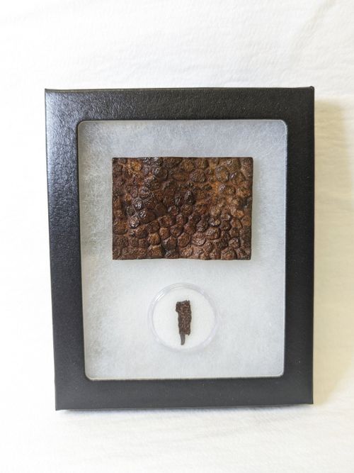 Dinosaur Skin Cast with Real Dinosaur Bone Fragment.