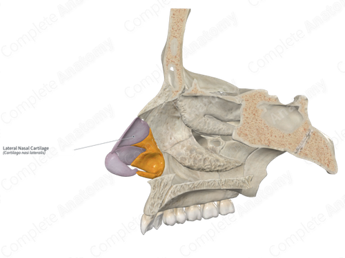 Lateral Nasal Cartilage  - Discover the role and structure of lateral nasal cartilages in maintaining nasal airway and their clinical implications.