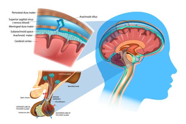 Anatomy of the Brain: Meninges, Hypothalamus and Anterior Pituitary. Anatomy of the Brain: Meninges, Hypothalamus and Anterior Pituitary.  Diagram of section of top of brain showing the meninges and subarachnoid space meninges stock illustrations