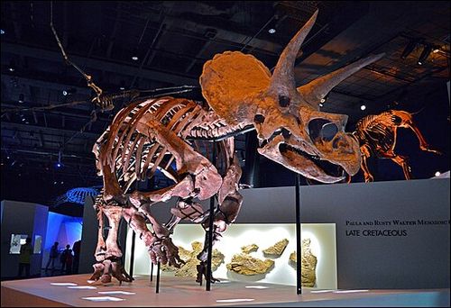 Triceratops_Specimen_at_the_Houston_Museum_of_Natural_Science_v01.jpg