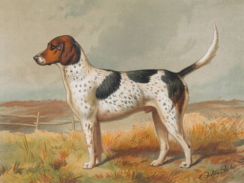 Foxhound, circa 1880. Lithograph by Vincent Brooks Day & Son, after Charles Burton Barber. Published in 'Cassell's Illustrated Book of the Dog'.