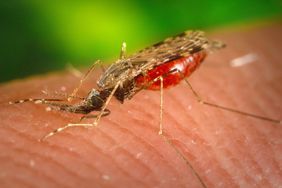 Female Anopheles albimanus mosquito, engorged with blood, feeding on the human host, 2005.