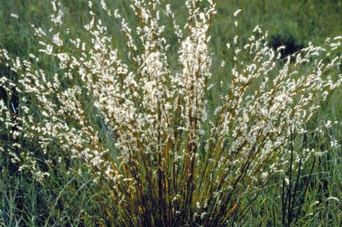 Andropogon_scoparius.jpg