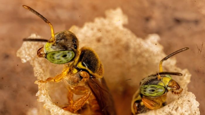 (Foto: Instituto de Investigaciones de la Amazonía Peruana)
