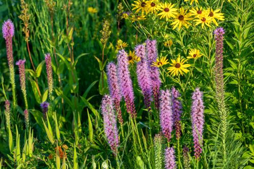 Three English names flowers - Dotted gayfeather also known as Dotted blazingstar and Narrow-leaved blazingstar. . Beautiful North American  Native flowers  on the meadow purple-flowers-names stock pictures, royalty-free photos & images
