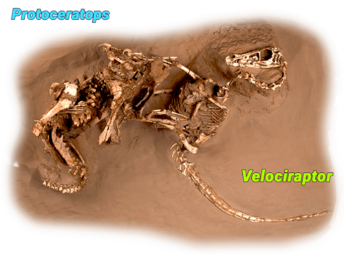 fossil of a Protoceratops and a Velociraptor locked in combat