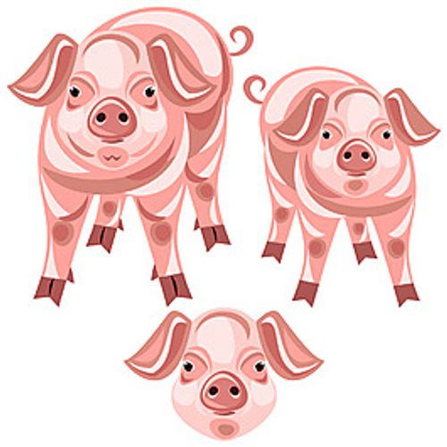 卡通猪插画