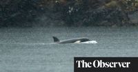 ‘We’re all cheering for her’: time is ticking for Canada’s stranded orca orphan | Whales | The Guardian