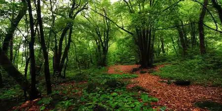 Ruta en la laurisilva