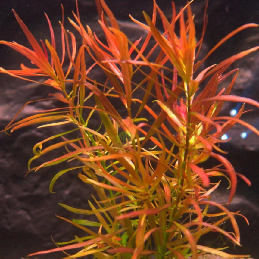 Ludwigia Arcuata