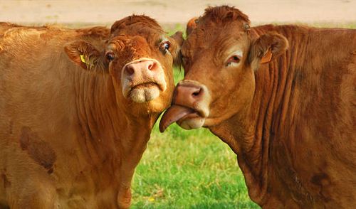 kissing charolais cow`s - funny cow stock pictures, royalty-free photos & images