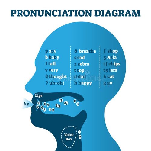 Pronunciation diagram chart with letters and corresponding sounds, vector illustration educational info graphic. Mouth cavity with lips and tongue correct positions example drawing for speech learning. Mouth pronunciation vectors