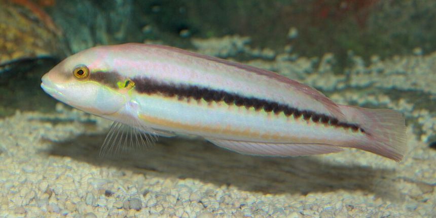 slippery dick 5