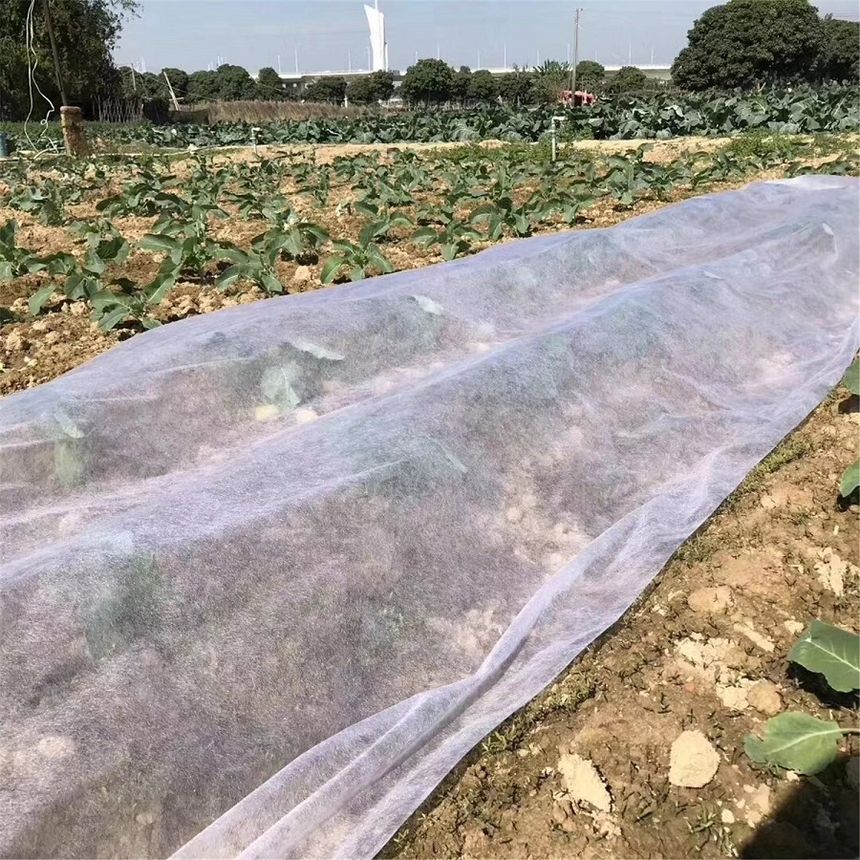 Vải không dệt bảo vệ cây trồng khỏi sự cắn phá của sâu bệnh