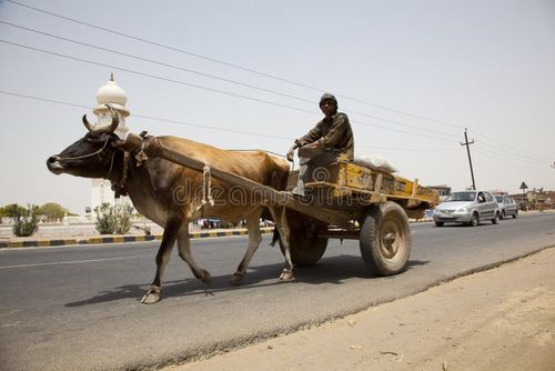 Buffalo pulling grass cart India, with Temple in background. Indian bullock cart stock images, royalty-free photos and pictures