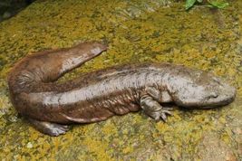 Salamandra-gigante-americana