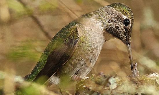 Anna's Hummingbird