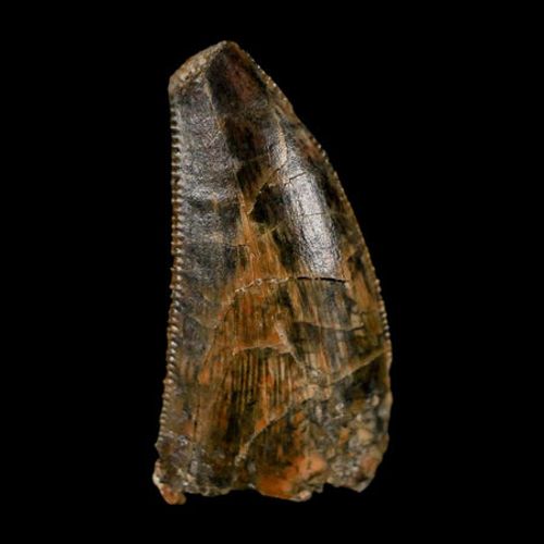 0.8" Tyrannosaur Fossil Tooth Cretaceous Dinosaur Judith River FM Montana COA