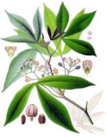 Cassava - Wikipedia