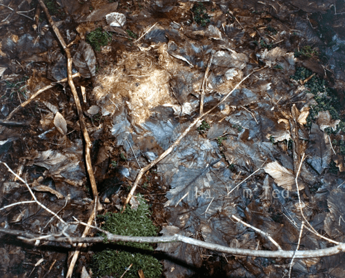 Taylor Mountain Ted Bundy crime scene Washington 1975