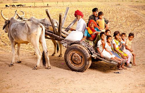 rajasthani rural family enjoying a bullock cart ride in rajasthan - indian bullock cart stock pictures, royalty-free photos & images