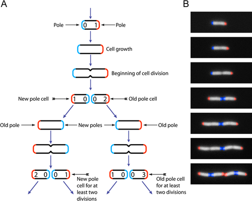 life cycle of escherichia coli