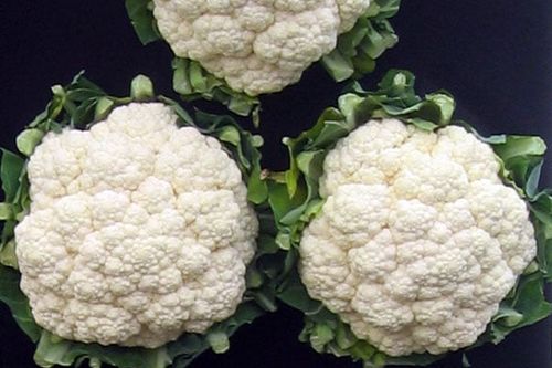 White Cauliflower Gallery 4