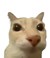 gato