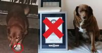 Bobi stripped of world’s oldest dog title posthumously - Mothership.SG - News from Singapore, Asia and around the world