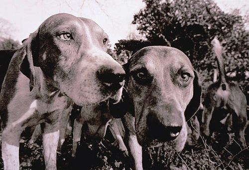 some beagle hounds - fox hunt around 1900 stock pictures, royalty-free photos & images