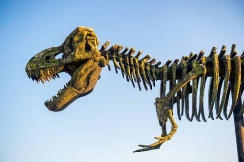 dinosaur skeleton - fighting dinosaurs fossils stock pictures, royalty-free photos & images