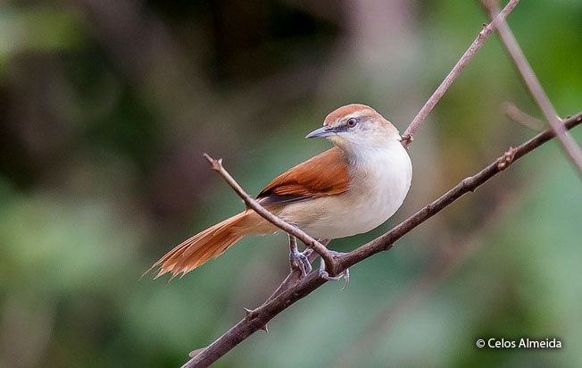 Yellow-chinned Spinetail