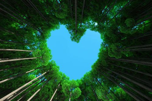 nature heart - beautiful nature stock pictures, royalty-free photos & images