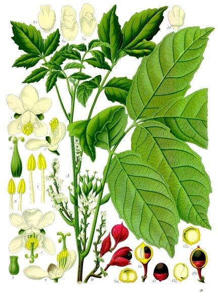 Descrição anatômica de Paullinia cupana (Franz Eugen Koehler, 1897).
