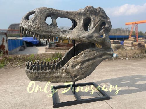 A grey T-Rex head skull fossil on the ground