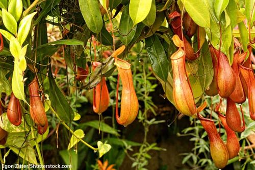 Tropical Rainforest Plants List Pitcher Plants