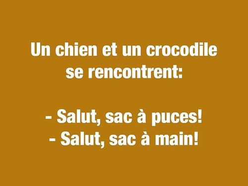https://imgs.search.brave.com/P34AncIEY14A74S0wcK7ahm26PrvOQjQ0ktvOt1iFPA/rs:fit:500:0:1:0/g:ce/aHR0cHM6Ly93d3cu/c2VsZWN0aW9uLmNh/L3dwLWNvbnRlbnQv/dXBsb2Fkcy8yMDIx/LzAzL2JsYWd1ZXMt/Y291cnRlcy1kcm9s/ZXMtYW5pbWF1eC1j/aGllbi1jcm9jb2Rp/bGUuanBnP2ZpdD02/OTYsNTIy