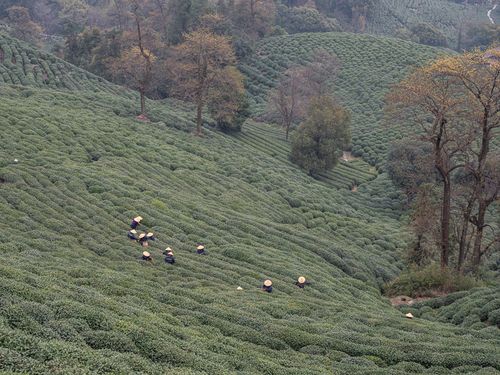 Lush green tea plantations in China