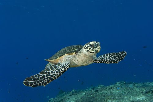 FlatBack Turtle