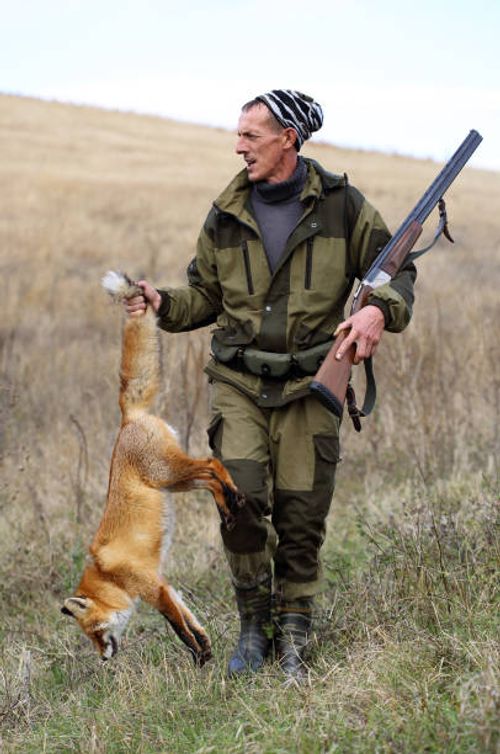 hunter with prey. - fox hunt stock pictures, royalty-free photos & images