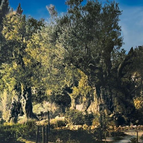 Garden of Gethsemane