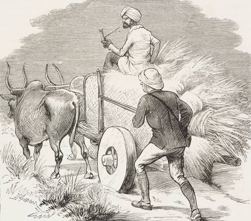 The hunter stalking behind a bullock cart , blackbuck hunting in Gujarat, India, illustration from the magazine The Graphic, volume XXX, no 774,...
