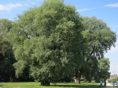 salix alba an der isar